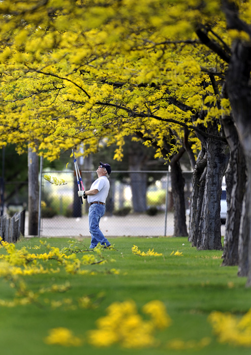 Ben Cook with the Kennewick Parks Department trims some low hanging branches on some trees at Eastgate Park on Monday, April 28, 2014. Cook said he'll come back in about a month when the trees are in full bloom and trim the low hanging branches.