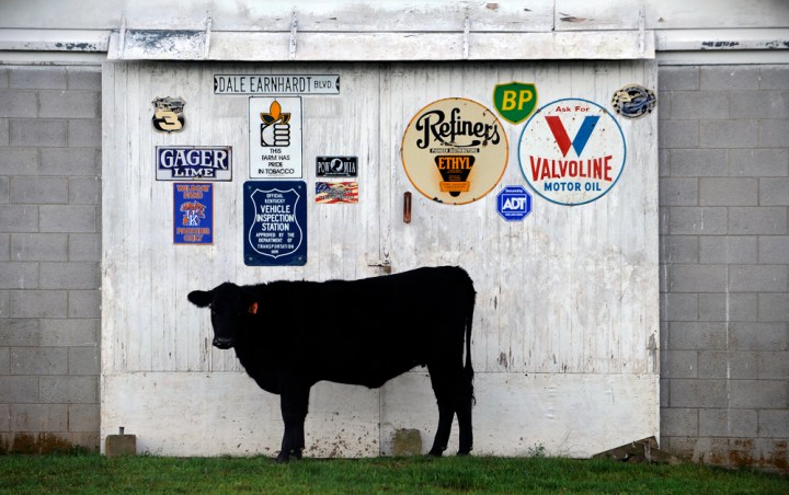 A cow pauses for a moment in front of Tom Burnam's farm early in the morning.