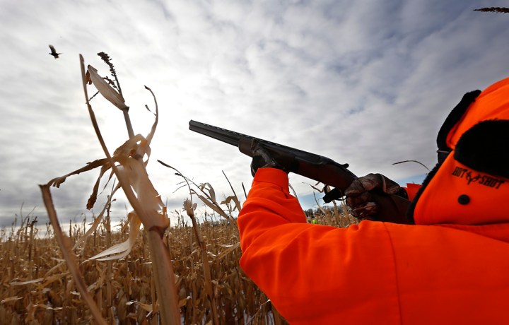 Terry Erwin, of St. Louis, Mo. shoots down a rooster pheasant as he and his friends took part in a hunting trip at Firesteel Creek Hunting Lodge off HWY 281 on Tuesday morning near Plankinton. (Matt Gade/Republic)