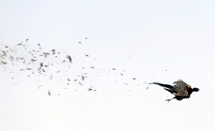 A pheasant falls to the ground after being hit during a hunting trip at Firesteel Creek Hunting Lodge off HWY 281 on Tuesday morning near Plankinton. (Matt Gade/Republic)
