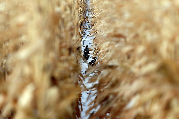 A group of roosters run down a line of corn as the hunters tried to flush them out during a hunting trip at Firesteel Creek Hunting Lodge off HWY 281 on Tuesday morning near Plankinton. (Matt Gade/Republic)