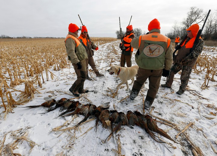 From left, Andy Sehr, Jesse Henderson, Dan Holbrook, Dave Sehr and Jeff Temple gather around their first trip through a field of corn hitting 13 pheasants on that run during a hunting trip at Firesteel Creek Hunting Lodge off HWY 281 on Tuesday morning near Plankinton. (Matt Gade/Republic)